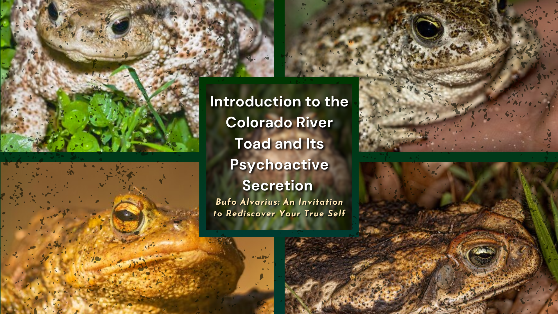 Colorado River Toad Secretion